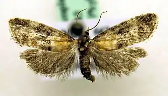 Gemaskerde bladroller