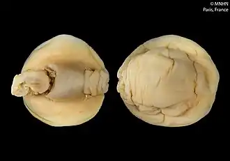 Phanerophthalmus luteus