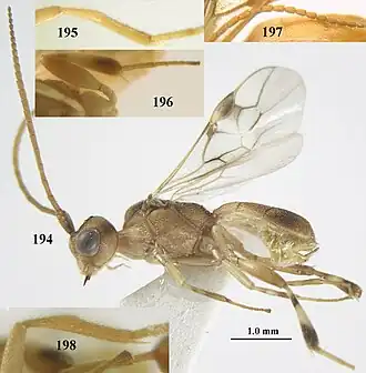 Phanerotoma leucobasis