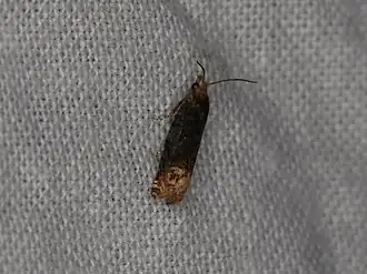 Phaneta ochroterminana