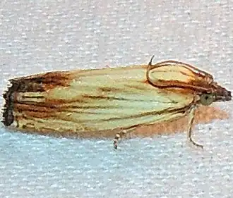 Phaneta radiatana