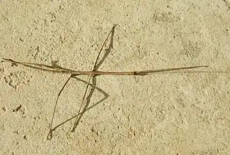 Phanocles (geslacht)