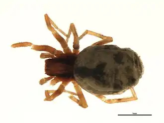 Phantyna bicornis
