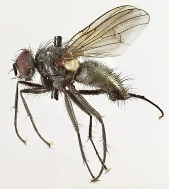 Phaonia halterata