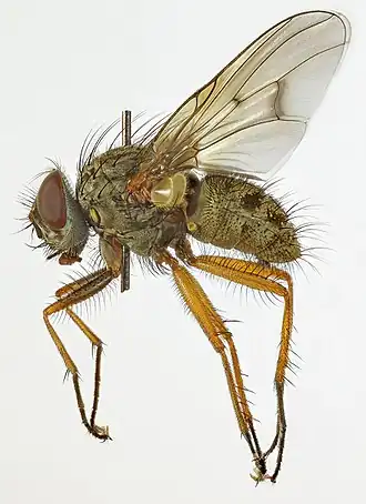 Phaonia tuguriorum