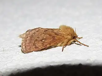 Pharmacis aemilianus