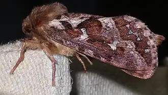 Pharmacis fusconebulosa Gemarmerde wortelboorder