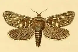 Pharmacis pyrenaicus