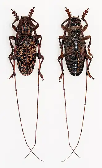 Pharsalia antennata