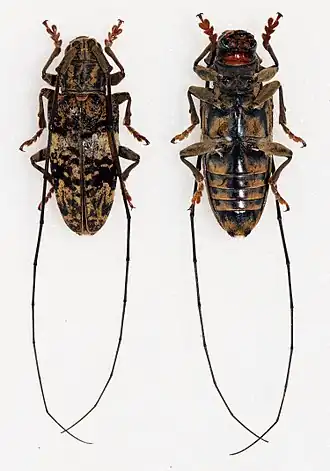 Pharsalia (geslacht)