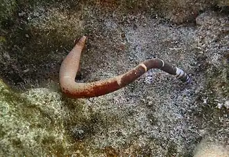 Phascolosoma (Phascolosoma) agassizii