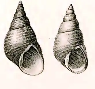 Phasianotrochus eximius