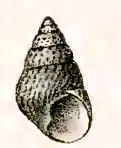 Phasianotrochus rutilus