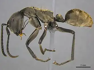 Phasmomyrmex buchneri