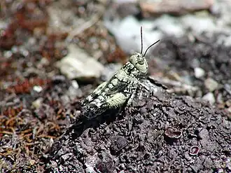 Phaulacridium otagoense