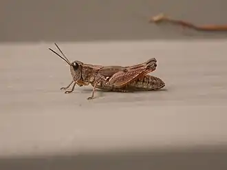 Phaulacridium vittatum