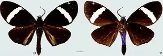 Phavaraea poliana