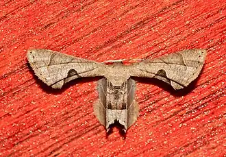 Phazaca unicaudoides