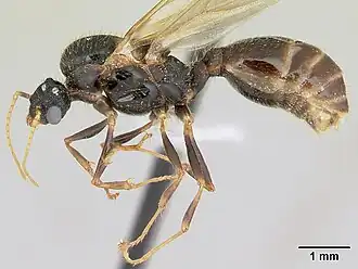 Pheidole aberrans