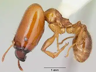 Pheidole absurda