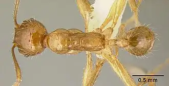 Pheidole alfaroi