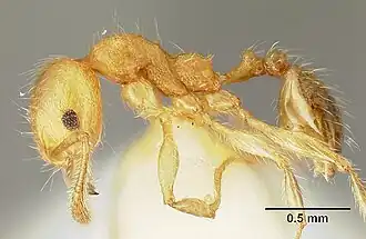 Pheidole amabilis
