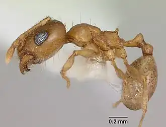 Pheidole bajaensis