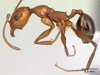 Pheidole bergi