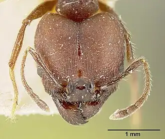 Pheidole biconstricta