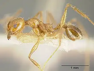 Pheidole biolleyi