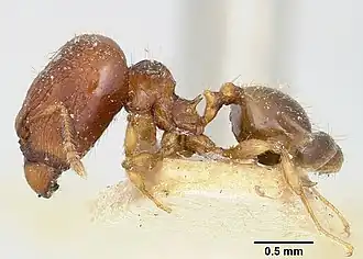 Pheidole braueri