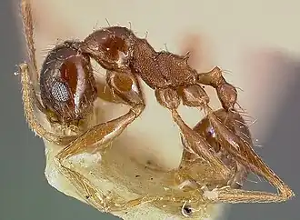 Pheidole caffra