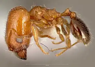 Pheidole californica