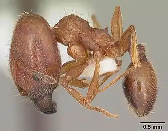 Pheidole carrolli