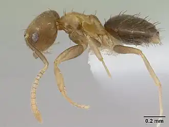 Pheidole casta