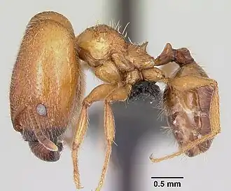Pheidole cavigenis