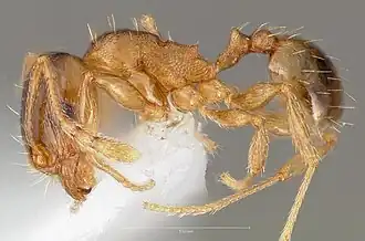 Pheidole cerebrosior