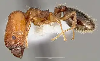 Pheidole clementensis