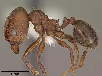 Pheidole cockerelli