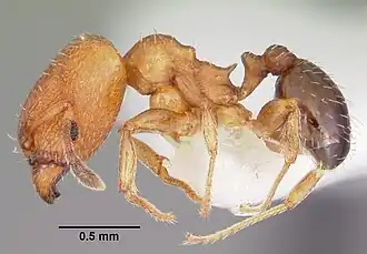 Pheidole constipata