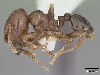 Pheidole crassicornis