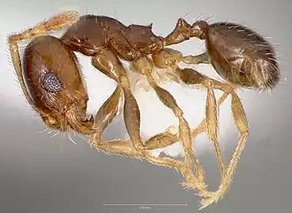 Pheidole creightoni