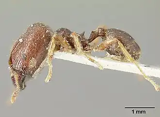Pheidole cubaensis
