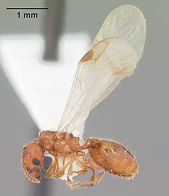 Pheidole dentigula