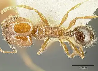 Pheidole diana