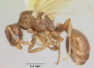 Pheidole elecebra