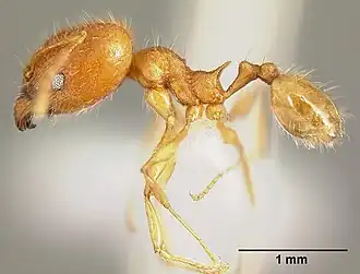 Pheidole epiphyta