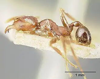 Pheidole exarata