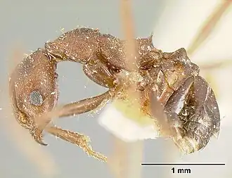 Pheidole exasperata