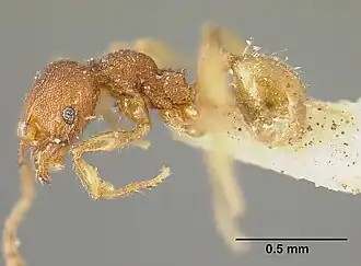 Pheidole exigua